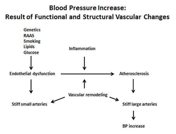 An analysis of the method of measuring arterial blood pressure